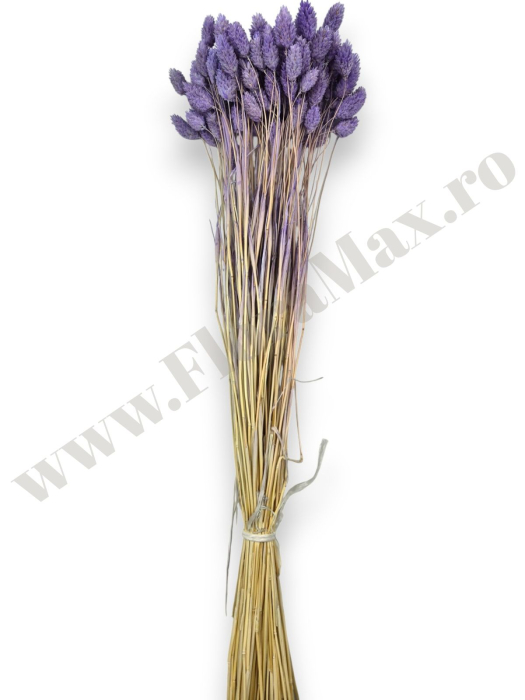 Talaris Uscat – Flori Decorative pentru Aranjamente Florale, Nunti si Botezuri [2]