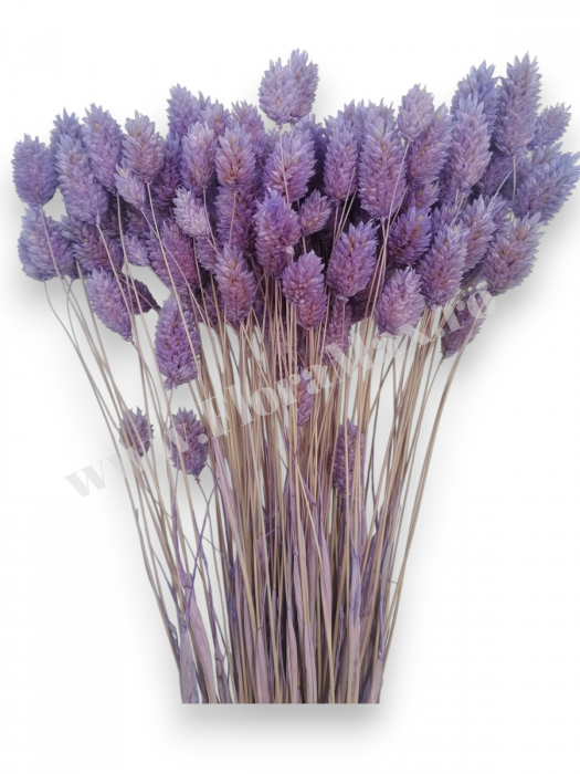 Talaris Uscat – Flori Decorative pentru Aranjamente Florale, Nunti si Botezuri [2]