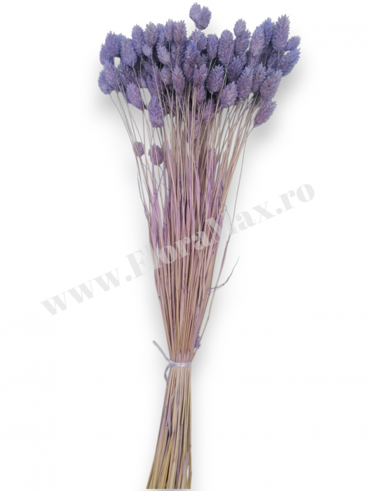 Talaris Uscat – Flori Decorative pentru Aranjamente Florale, Nunti si Botezuri [3]