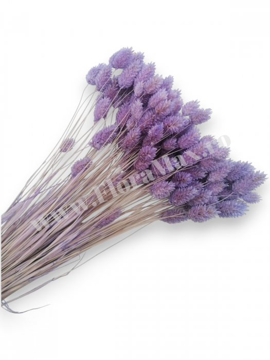 Talaris Uscat – Flori Decorative pentru Aranjamente Florale, Nunti si Botezuri [1]