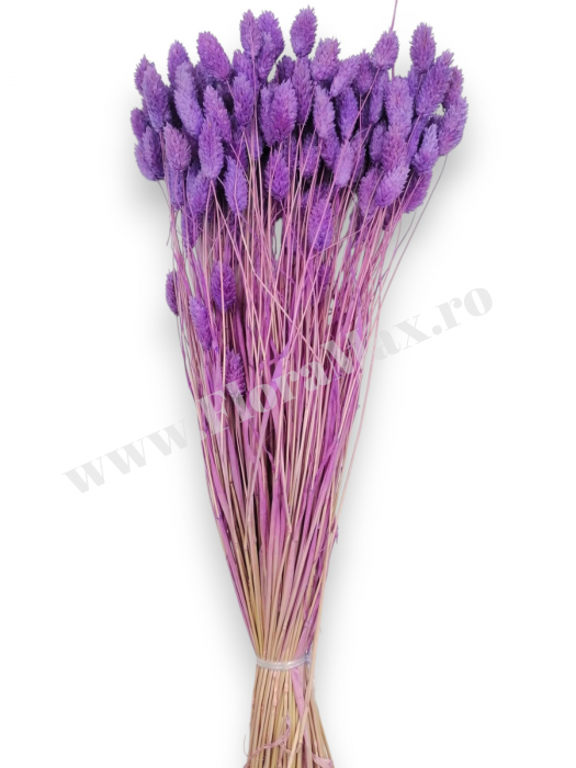 Talaris Uscat – Flori Decorative pentru Aranjamente Florale, Nunti si Botezuri [3]