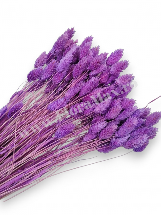 Talaris Uscat – Flori Decorative pentru Aranjamente Florale, Nunti si Botezuri [1]