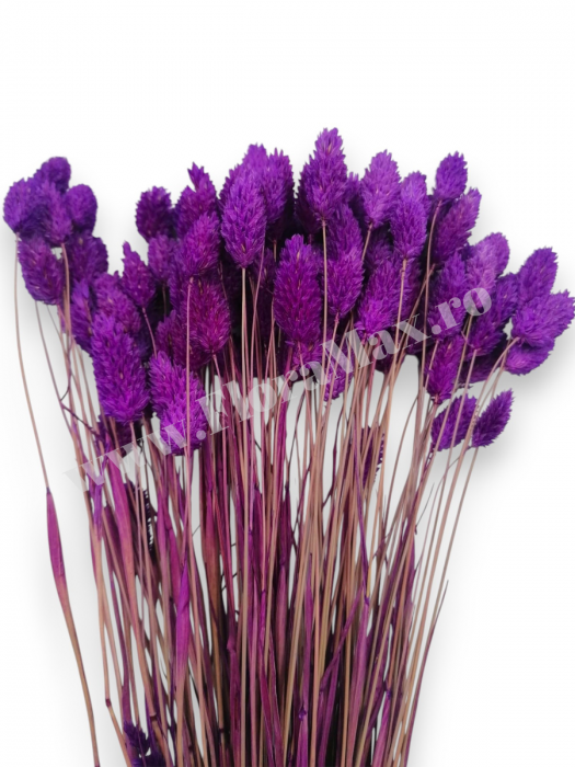Talaris Uscat – Flori Decorative pentru Aranjamente Florale, Nunti si Botezuri [2]