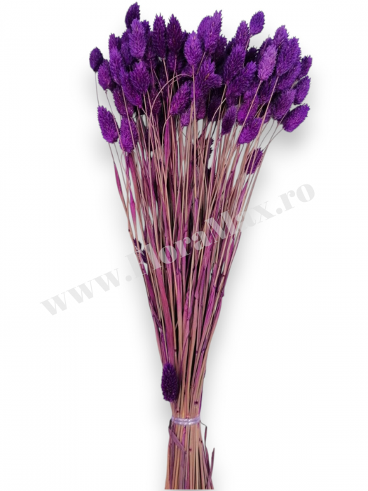 Talaris Uscat – Flori Decorative pentru Aranjamente Florale, Nunti si Botezuri [3]