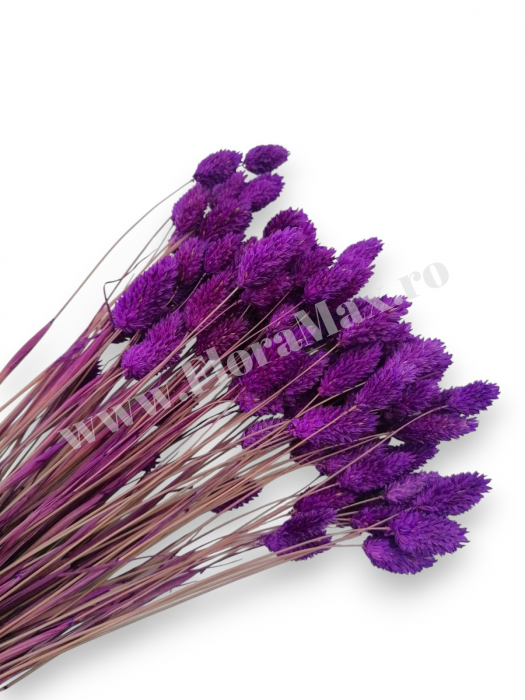Talaris Uscat – Flori Decorative pentru Aranjamente Florale, Nunti si Botezuri [1]