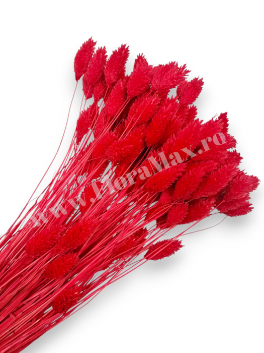 Talaris Uscat – Flori Decorative pentru Aranjamente Florale, Nunti si Botezuri [1]