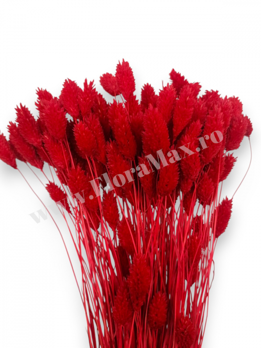 Talaris Uscat – Flori Decorative pentru Aranjamente Florale, Nunti si Botezuri [2]