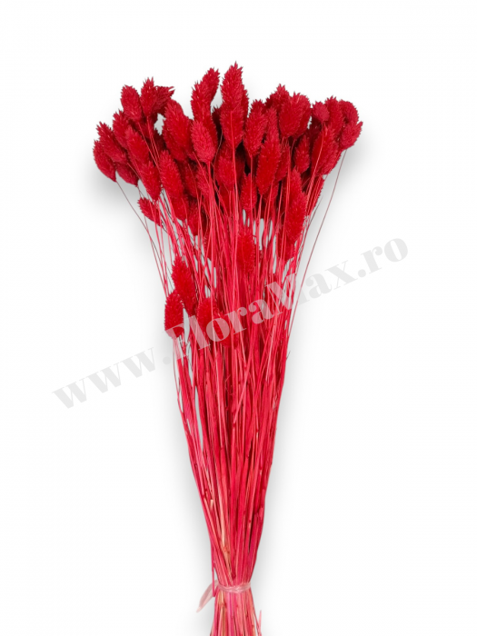 Talaris Uscat – Flori Decorative pentru Aranjamente Florale, Nunti si Botezuri [3]