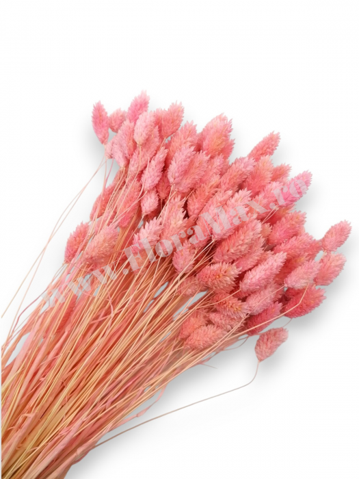 Talaris Uscat – Flori Decorative pentru Aranjamente Florale, Nunti si Botezuri [1]