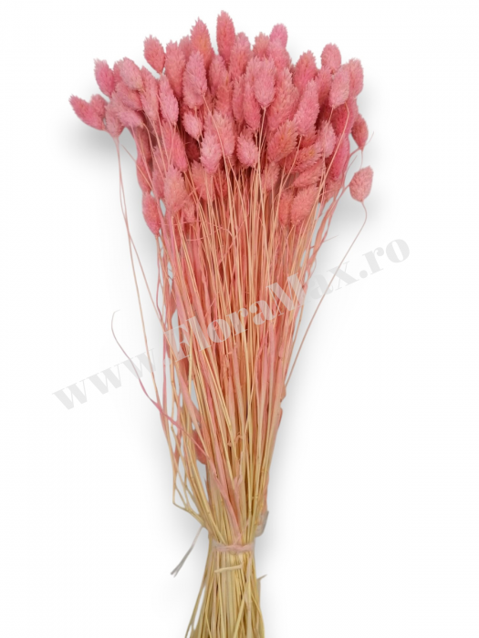 Talaris Uscat – Flori Decorative pentru Aranjamente Florale, Nunti si Botezuri [3]