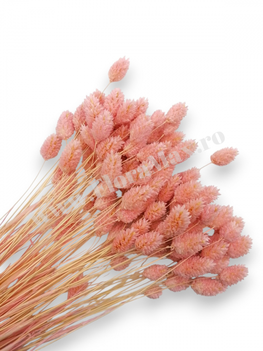 Talaris Uscat – Flori Decorative pentru Aranjamente Florale, Nunti si Botezuri [1]