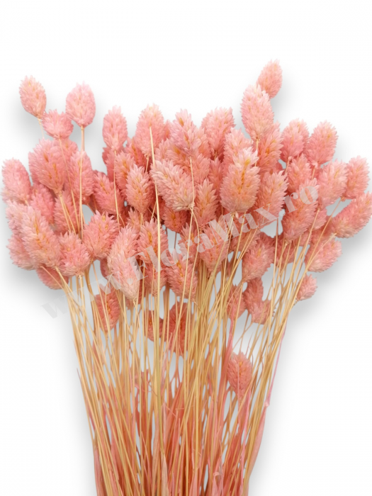 Talaris Uscat – Flori Decorative pentru Aranjamente Florale, Nunti si Botezuri [2]