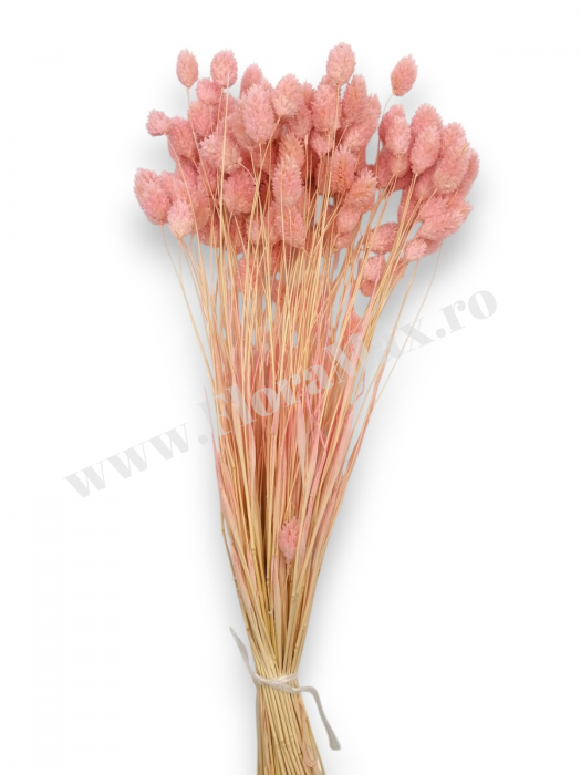 Talaris Uscat – Flori Decorative pentru Aranjamente Florale, Nunti si Botezuri [3]