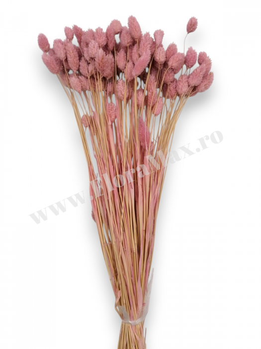 Talaris Uscat – Flori Decorative pentru Aranjamente Florale, Nunti si Botezuri [3]