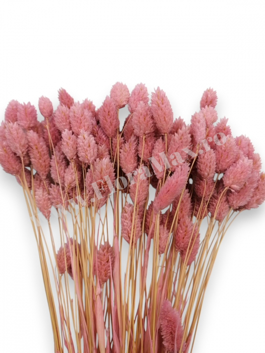 Talaris Uscat – Flori Decorative pentru Aranjamente Florale, Nunti si Botezuri [2]