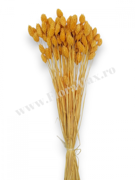 Talaris Uscat – Flori Decorative pentru Aranjamente Florale, Nunti si Botezuri [3]