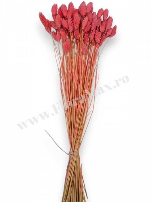 Talaris Uscat – Flori Decorative pentru Aranjamente Florale, Nunti si Botezuri [2]