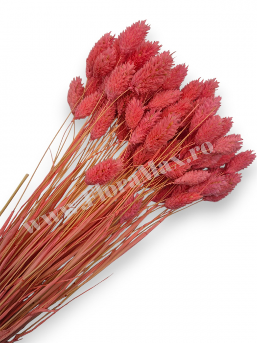 Talaris Uscat – Flori Decorative pentru Aranjamente Florale, Nunti si Botezuri [1]