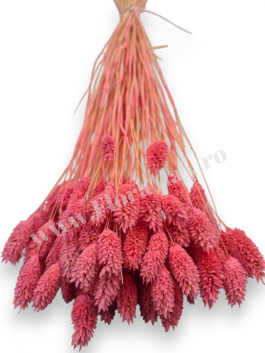 Talaris Uscat – Flori Decorative pentru Aranjamente Florale, Nunti si Botezuri [3]