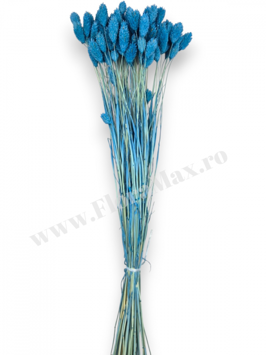 Talaris Uscat – Flori Decorative pentru Aranjamente Florale, Nunti si Botezuri [3]