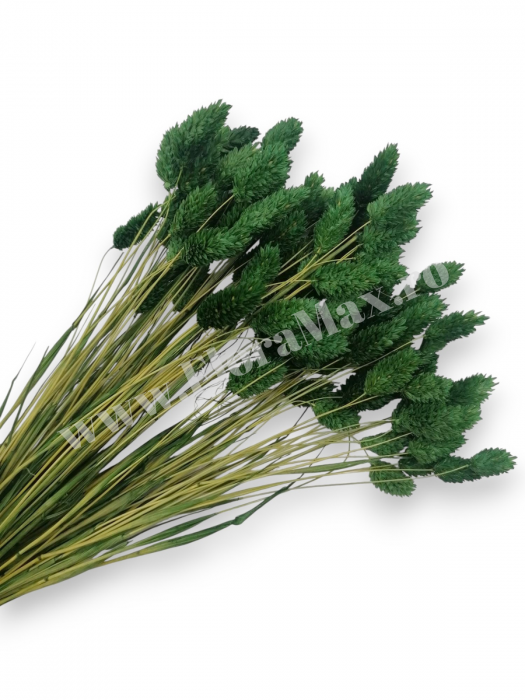 Talaris Uscat – Flori Decorative pentru Aranjamente Florale, Nunti si Botezuri [1]