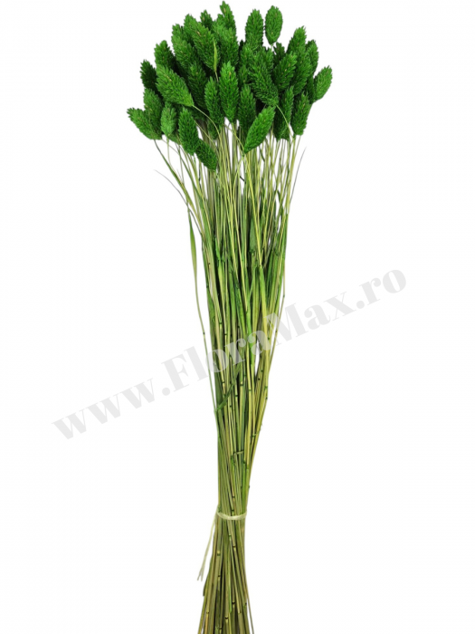 Talaris Uscat – Flori Decorative pentru Aranjamente Florale, Nunti si Botezuri [3]