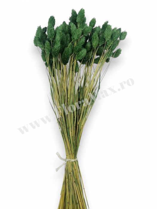 Talaris Uscat – Flori Decorative pentru Aranjamente Florale, Nunti si Botezuri [3]