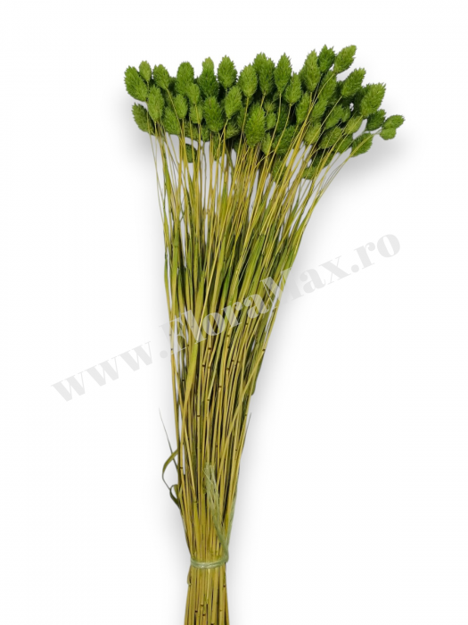 Talaris Uscat – Flori Decorative pentru Aranjamente Florale, Nunti si Botezuri [3]