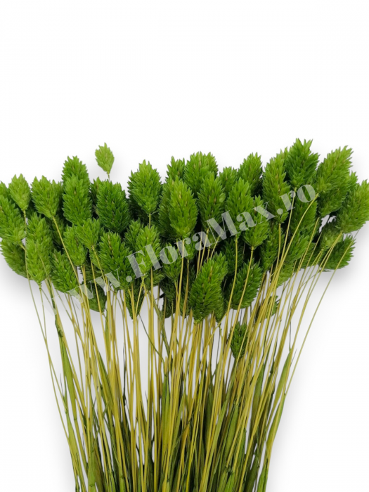 Talaris Uscat – Flori Decorative pentru Aranjamente Florale, Nunti si Botezuri [2]