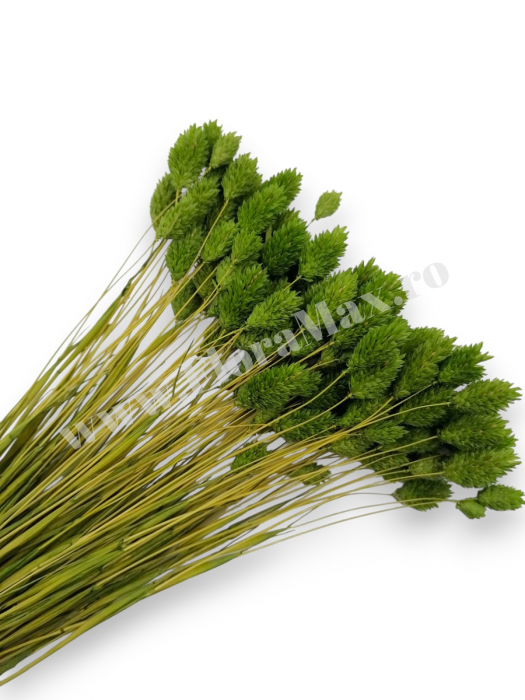 Talaris Uscat – Flori Decorative pentru Aranjamente Florale, Nunti si Botezuri [1]