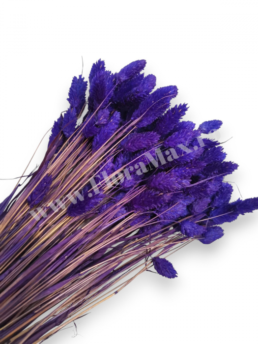 Talaris Uscat – Flori Decorative pentru Aranjamente Florale, Nunti si Botezuri [1]