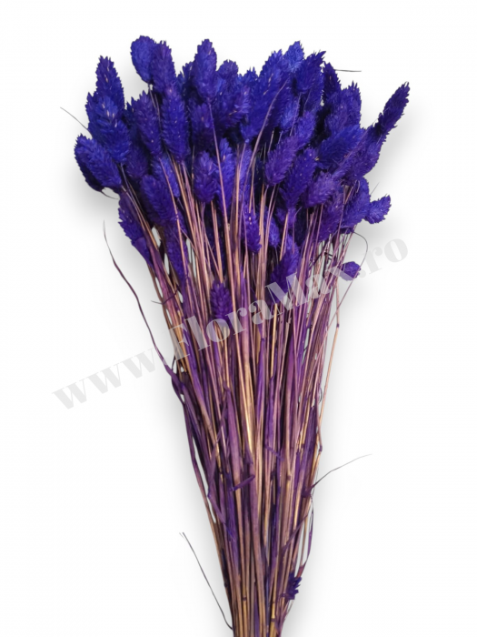 Talaris Uscat – Flori Decorative pentru Aranjamente Florale, Nunti si Botezuri [2]