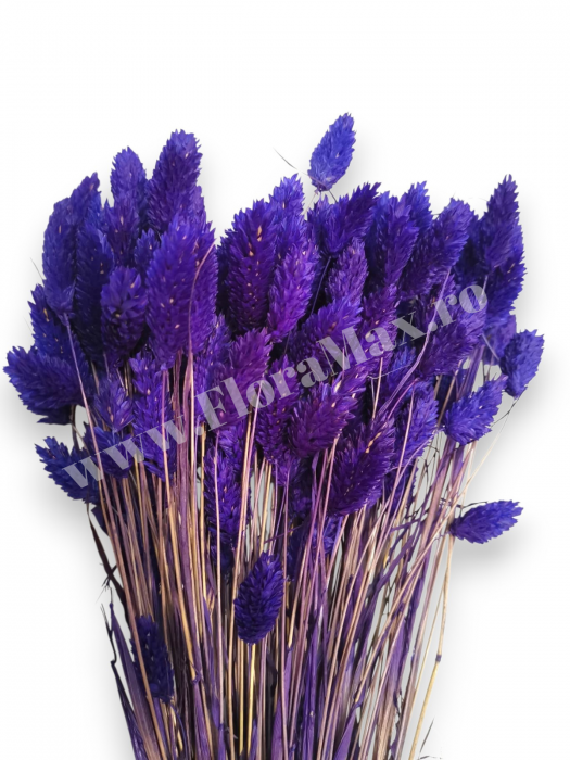 Talaris Uscat – Flori Decorative pentru Aranjamente Florale, Nunti si Botezuri [3]