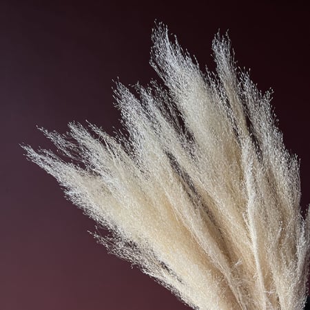 Agrostis - agrostis-alb-50-grame-calitate-premium-buchete-mireasa-flori-uscate-criogenate