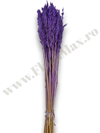 Avena Ovaz flori uscate naturale – buchet decorativ pufos pentru aranjamente florale si decor rustic [1]