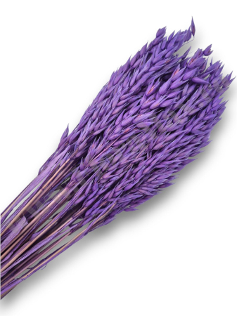 Produse-NOUTATI - Avena Ovaz flori uscate naturale – buchet decorativ pufos pentru aranjamente florale si decor rustic