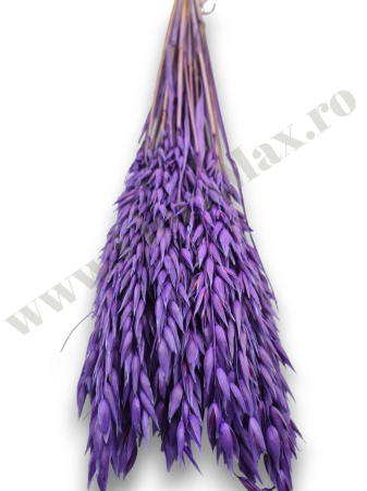 Avena Ovaz flori uscate naturale – buchet decorativ pufos pentru aranjamente florale si decor rustic [2]