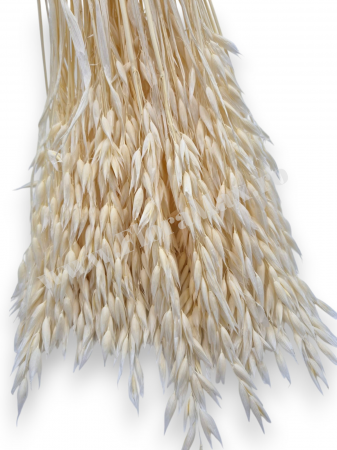Avena Ovaz flori uscate naturale – buchet decorativ pufos pentru aranjamente florale si decor rustic [1]