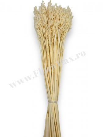 Avena Ovaz flori uscate naturale – buchet decorativ pufos pentru aranjamente florale si decor rustic [2]