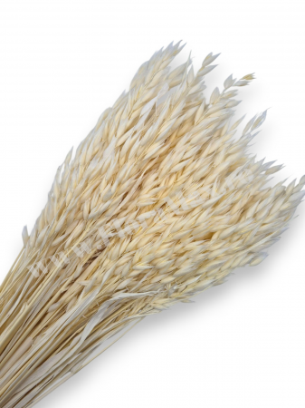 Diverse Flori Uscate - Avena Ovaz flori uscate naturale – buchet decorativ pufos pentru aranjamente florale si decor rustic