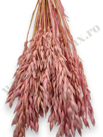Avena Ovaz flori uscate naturale – buchet decorativ pufos pentru aranjamente florale si decor rustic [1]