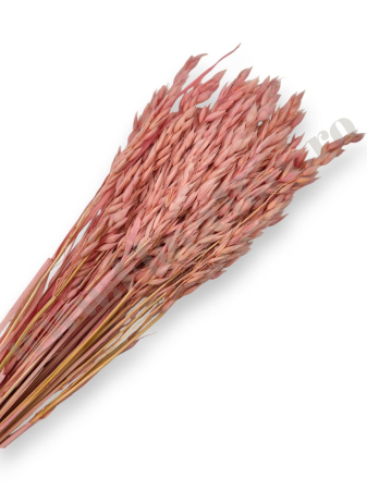 Diverse Flori Uscate - Avena Ovaz flori uscate naturale – buchet decorativ pufos pentru aranjamente florale si decor rustic