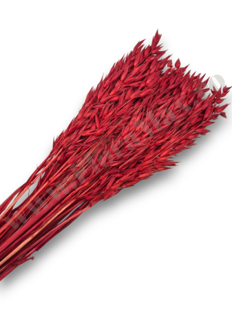 Avena Ovaz - Avena Ovaz flori uscate naturale – buchet decorativ pufos pentru aranjamente florale si decor rustic