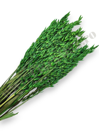 Diverse Flori Uscate - Avena Ovaz flori uscate naturale – buchet decorativ pufos pentru aranjamente florale si decor rustic