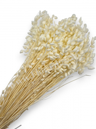 Diverse Flori Uscate - Briza Maxima Albit 70 grame
