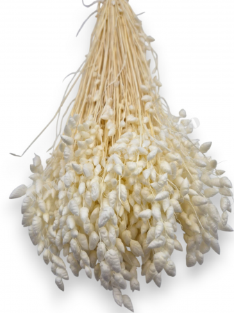 Briza Maxima Albit 70 grame [1]