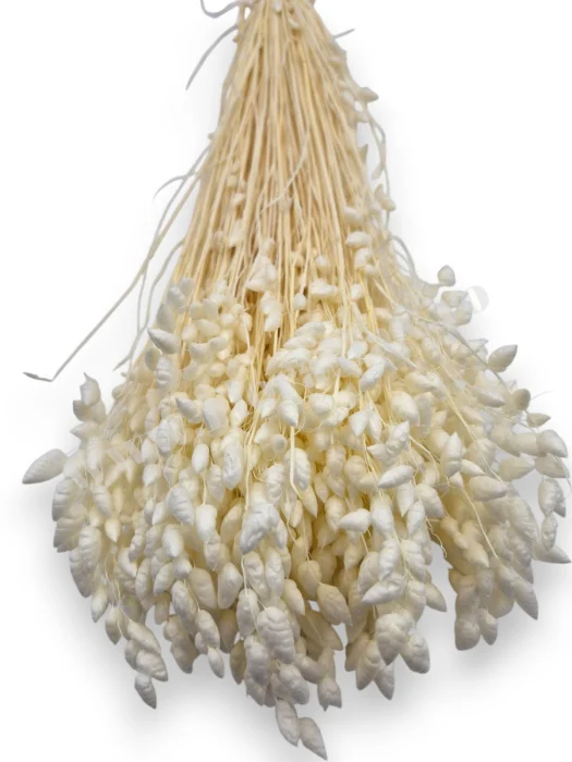 briza-maxima-calitate-premium-flori-uscate-ieftine-70g.jpg [1]