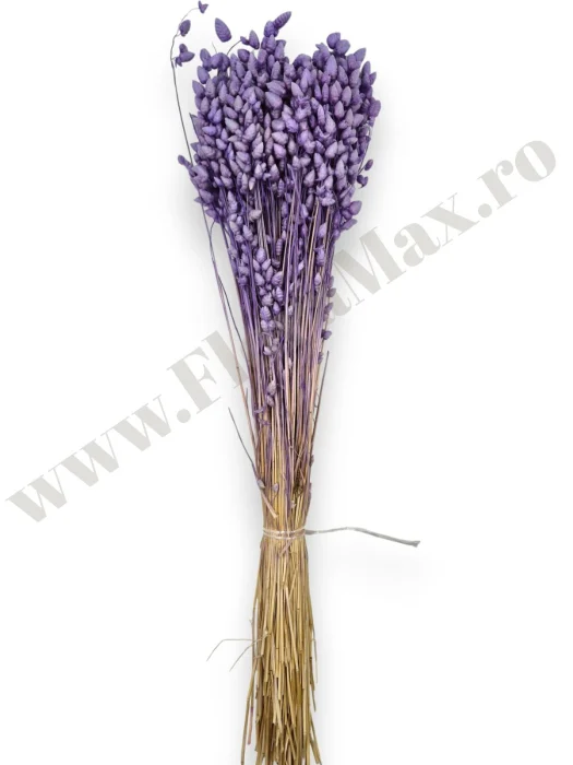 briza-maxima-lila-calitate-premium-flori-uscate-ieftine-70g.jpg [1]