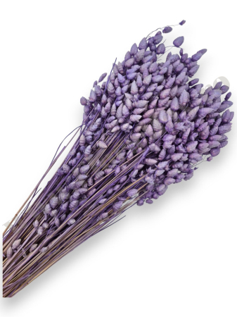 Briza Maxima - briza-maxima-lila-calitate-premium-flori-uscate-ieftine-70g.jpg