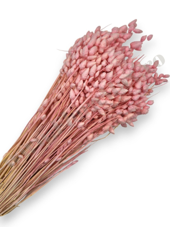 Briza Maxima - briza-maxima-calitate-premium-flori-uscate-ieftine-70g.jpg